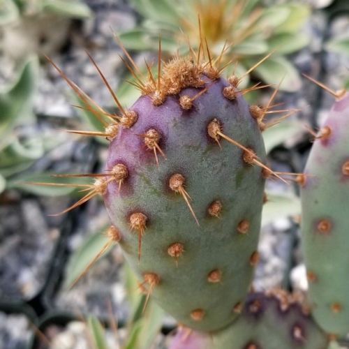 Opuntia Santa "Baby" Rita pad cutting