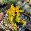 Euphorbia restricta