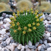 Euphorbia susannae