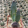 Aloe comptonii