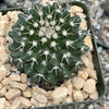 Mammillaria nejapensis silver arrows