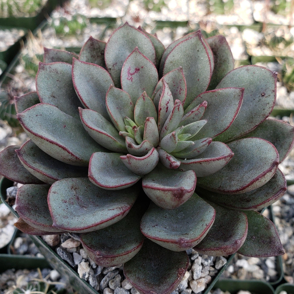 Echeveria moranii