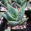 Aloe Distans