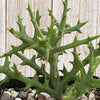 Euphorbia stenoclada