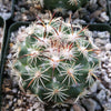 A round green Coryphantha calipensis cactus with white and reddish spines sits in a pot filled with small rocks and gravel.