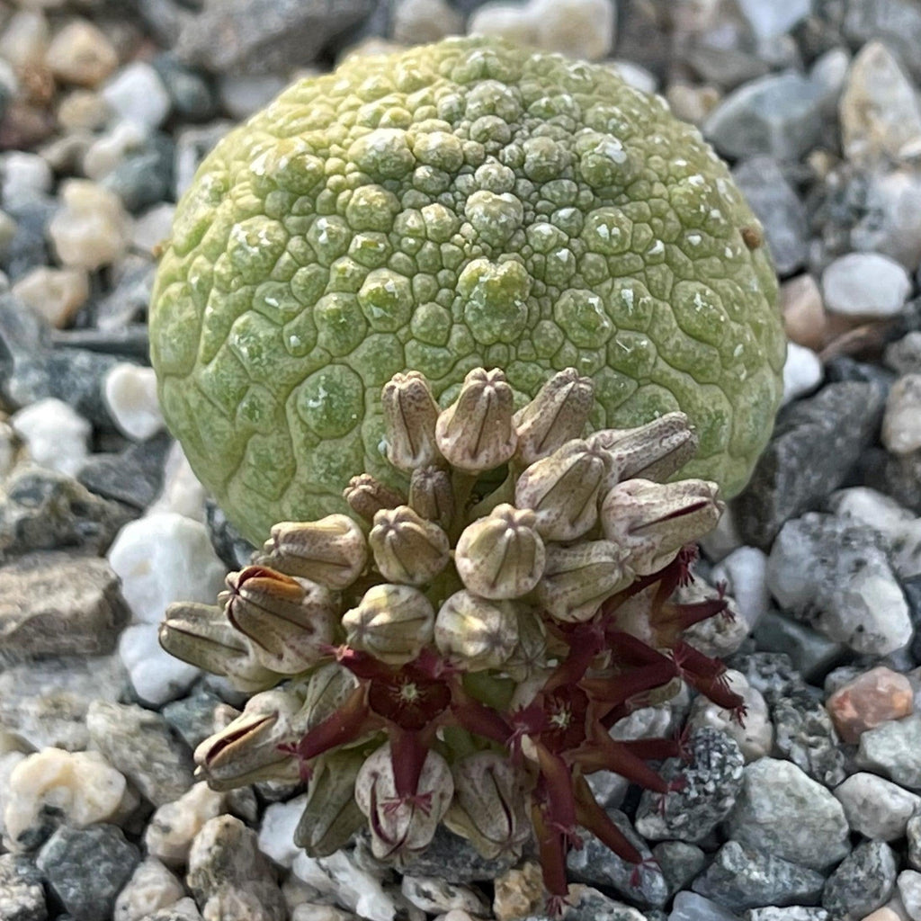 Pseudolithos migiurtinus