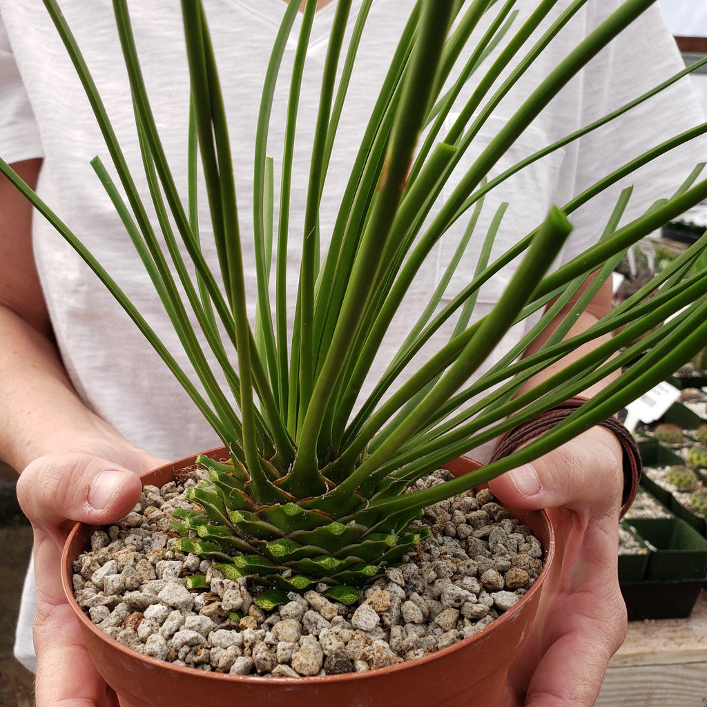 Agave geminiflora Large