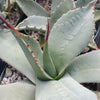 Agave parryi huachucensis