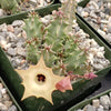 Huernia thuretii var Primulina