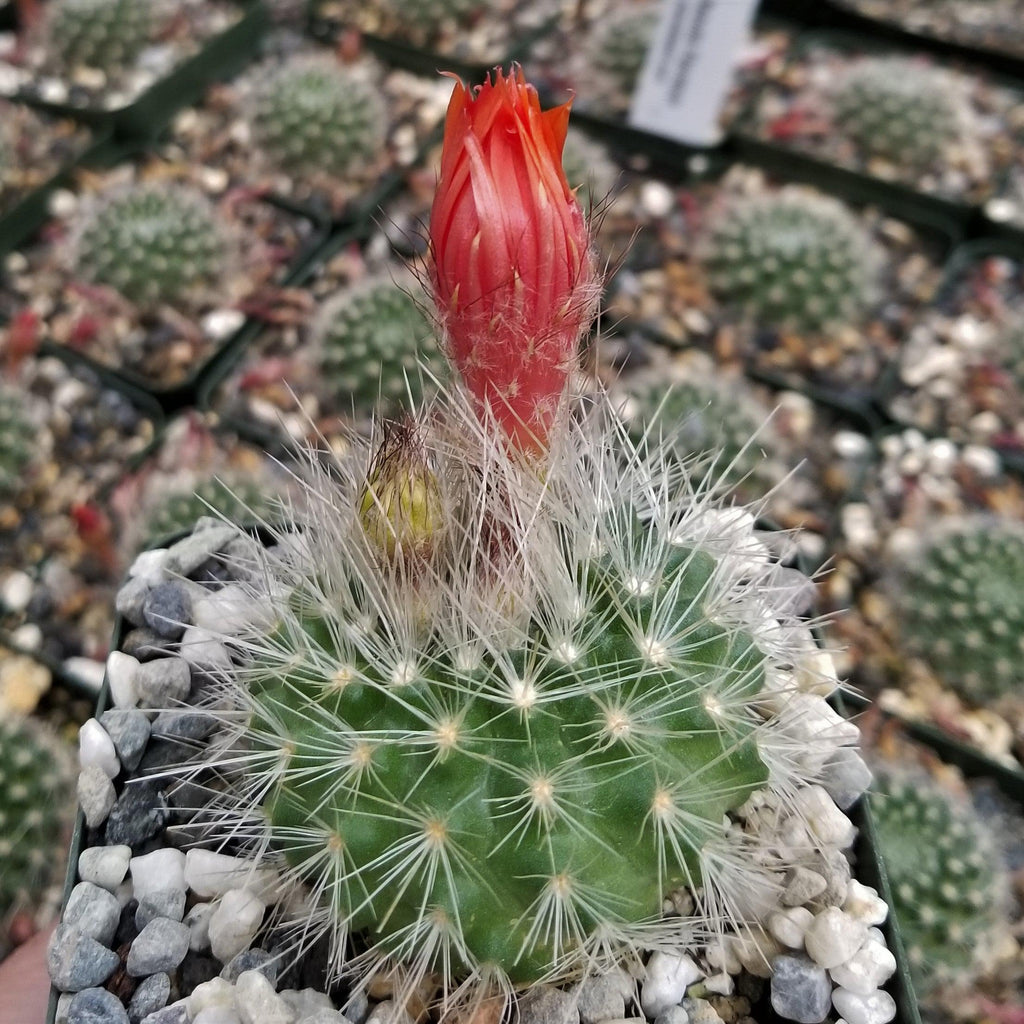 Parodia penicillata