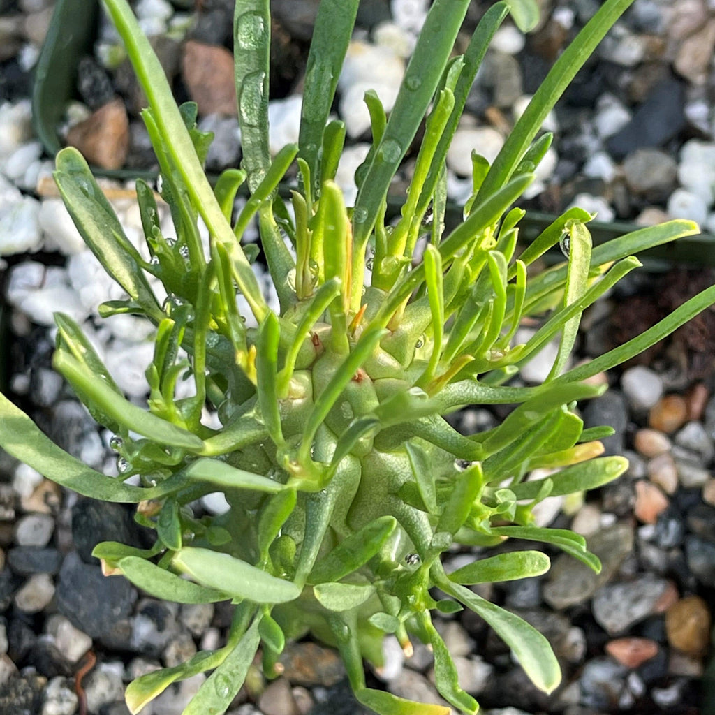 Euphorbia fasciculata schoenlandii