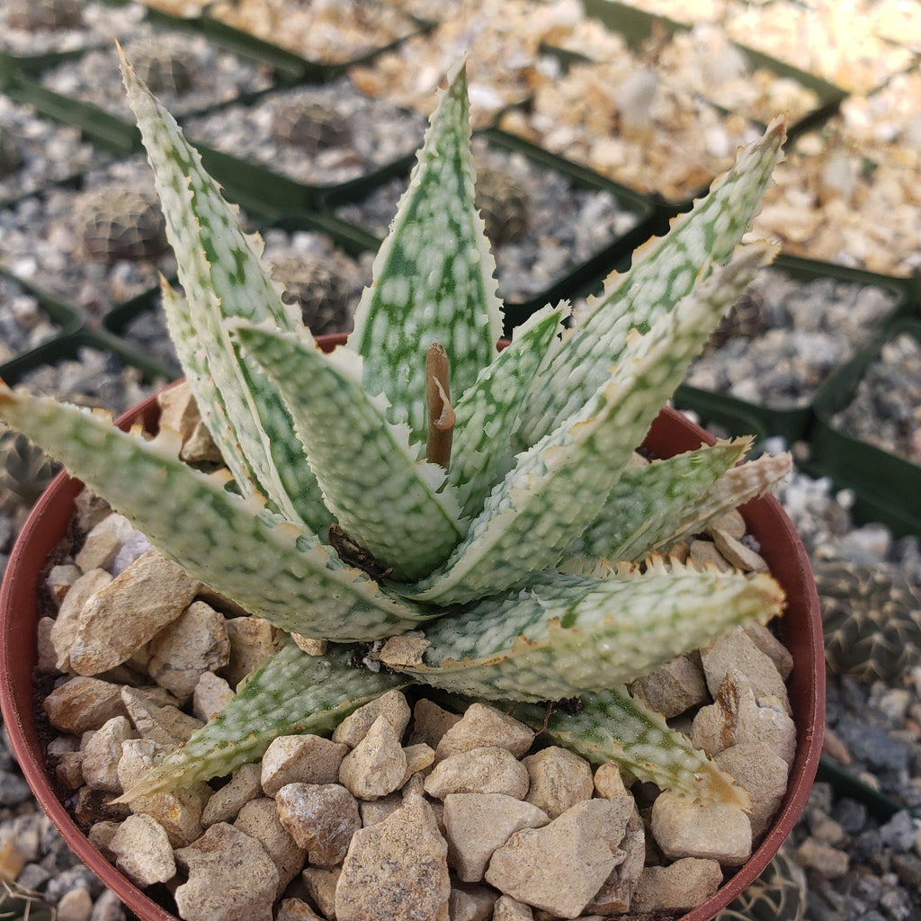 Aloe Diego