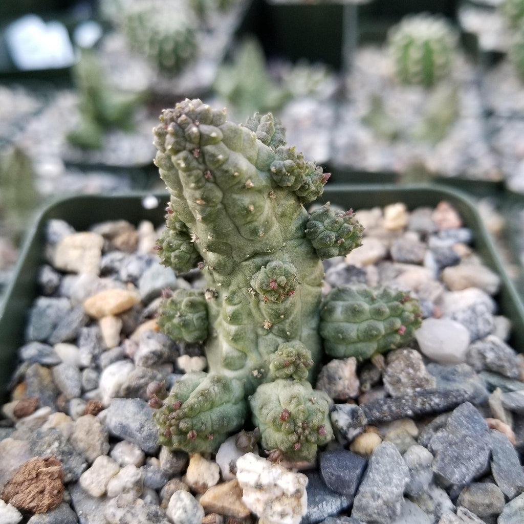 Echidnopsis cereiformis