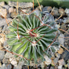 Echinofossulocactus crispatus