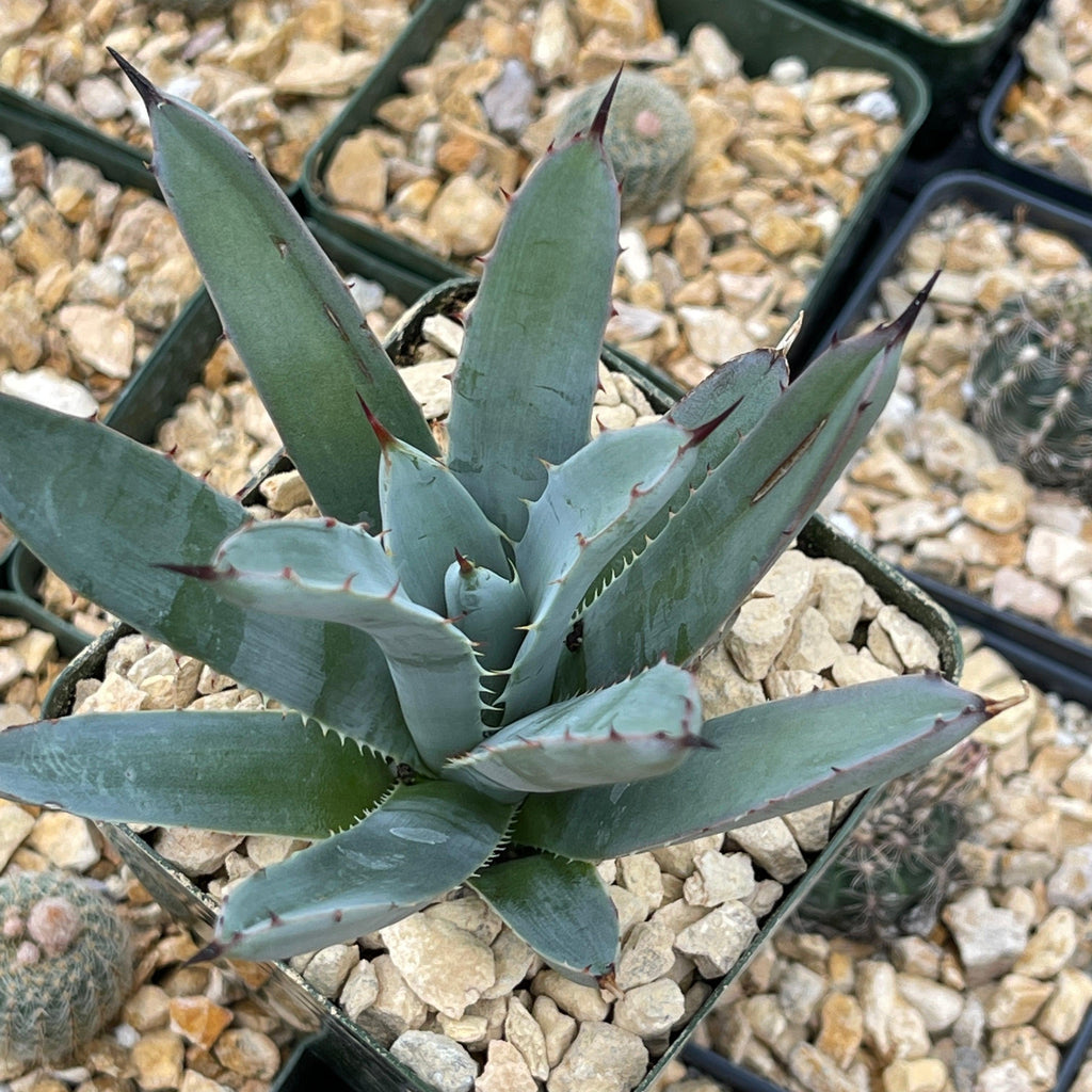 Agave macroacantha