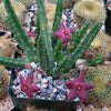 Stapelia scitula