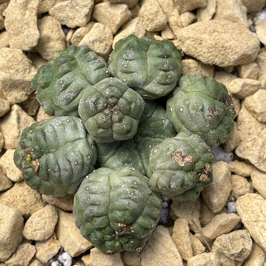 Euphorbia pseudoglobosa green
