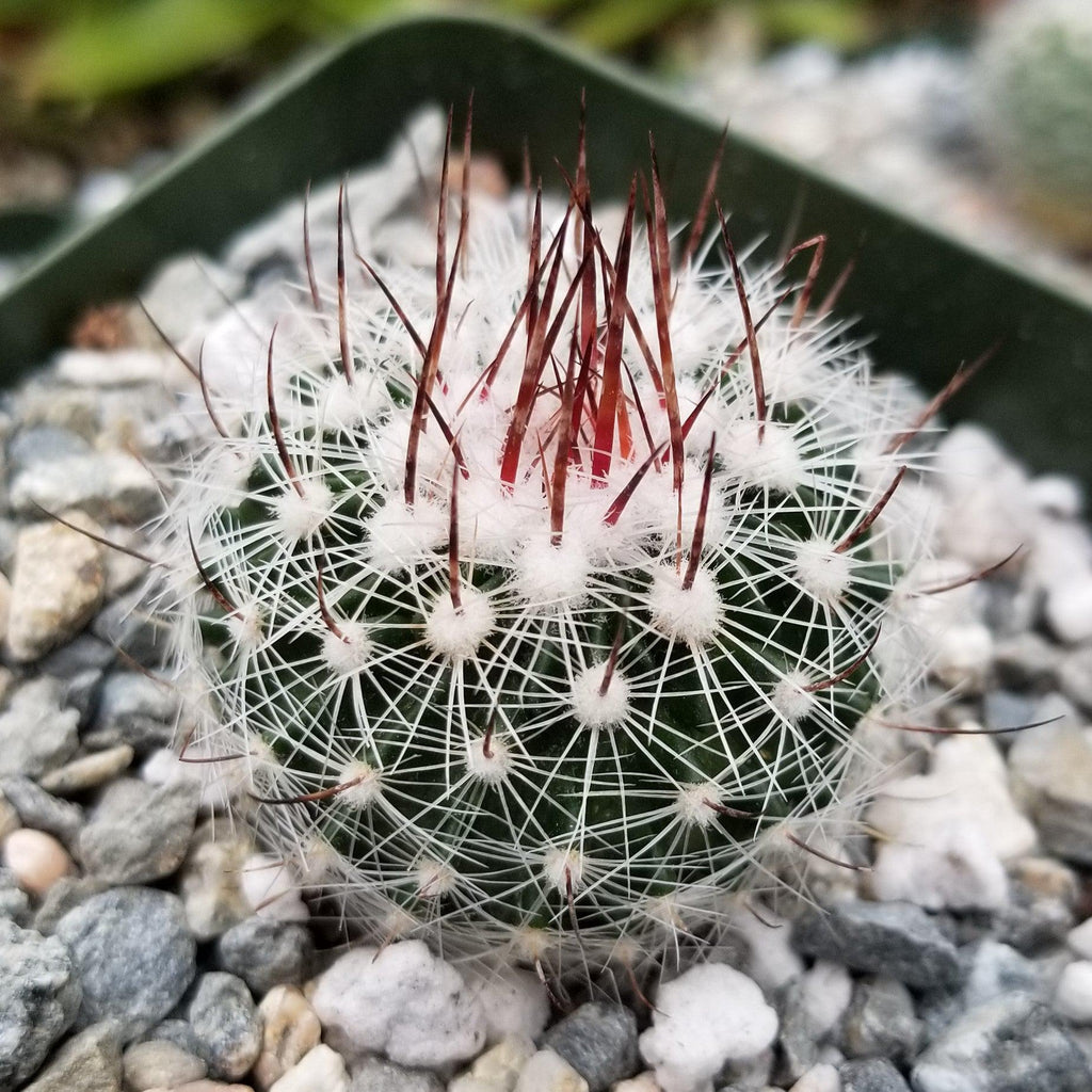 Stenocactus lloydii