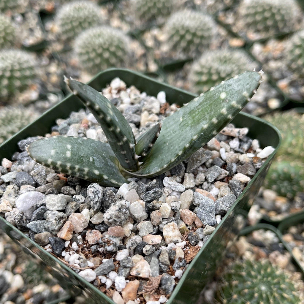 Aloe pearsonii