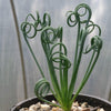 Frizzle Sizzle Plant - Albuca spiralis