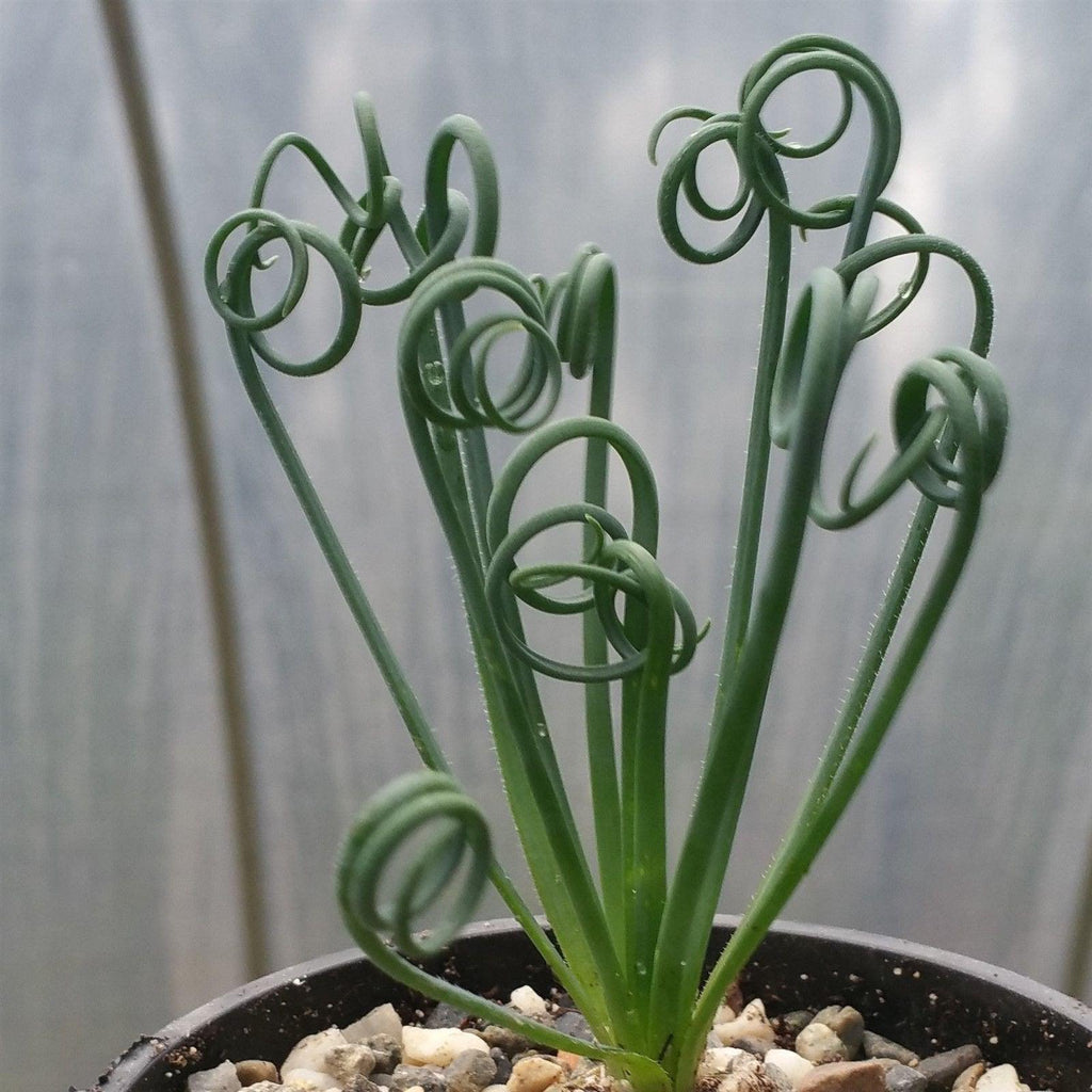 Frizzle Sizzle Plant - Albuca spiralis