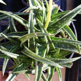 Aloe firebird hybrid