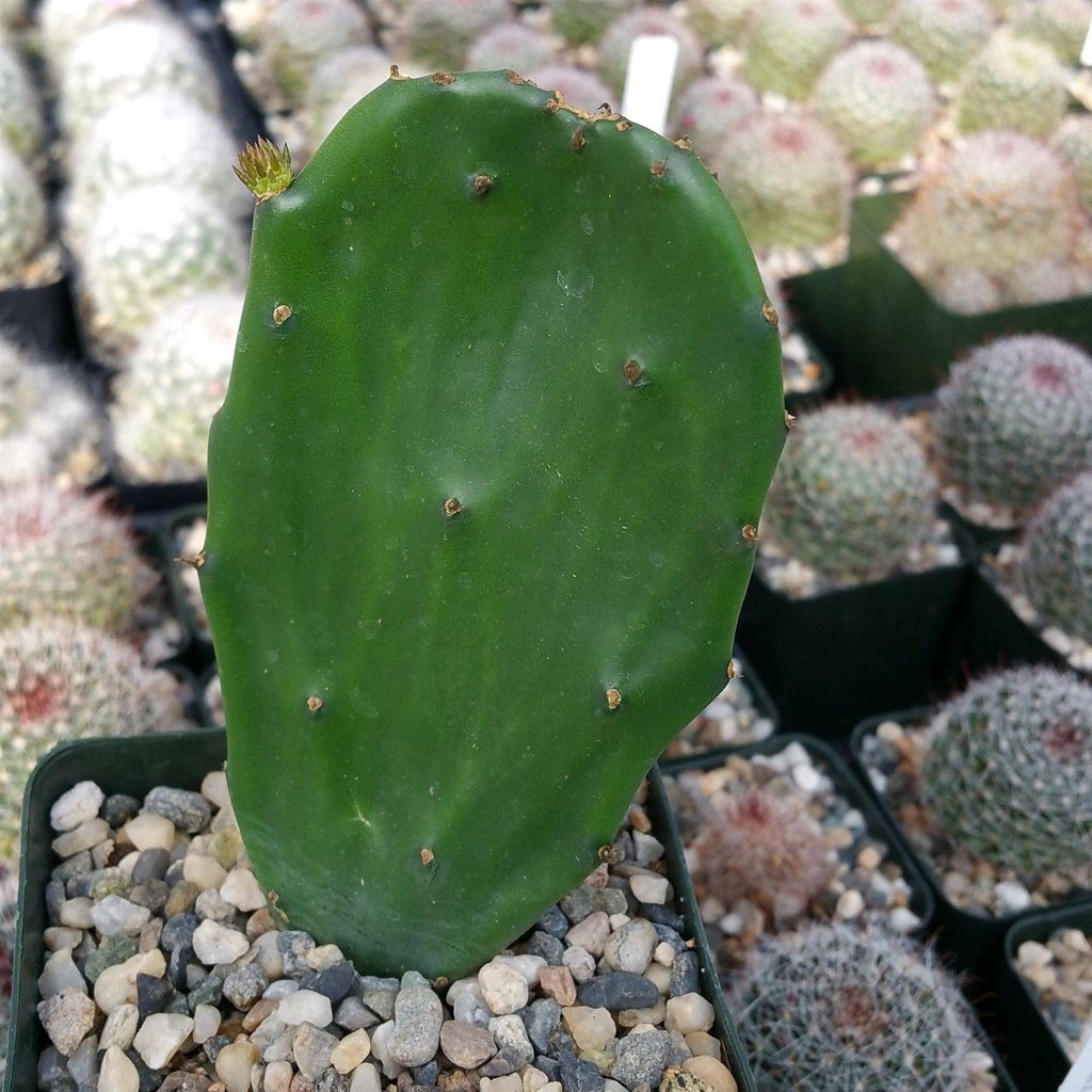 Opuntia Emerald wave