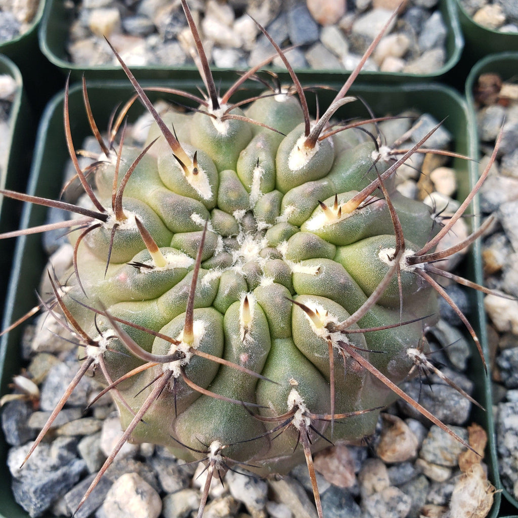 Neochilenia setosiflora