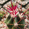 Ferocactus rectispinus