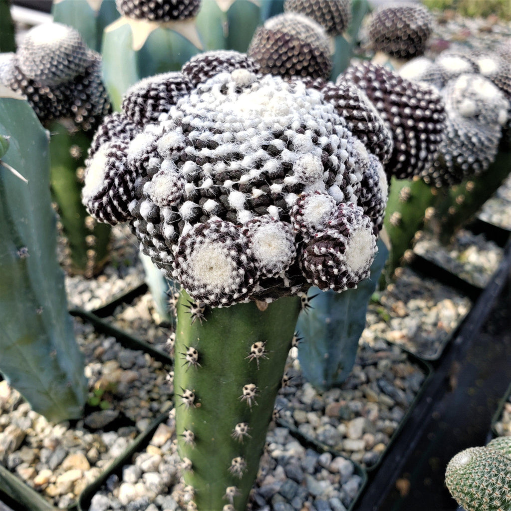 Copiapoa tenuissima grafted Large