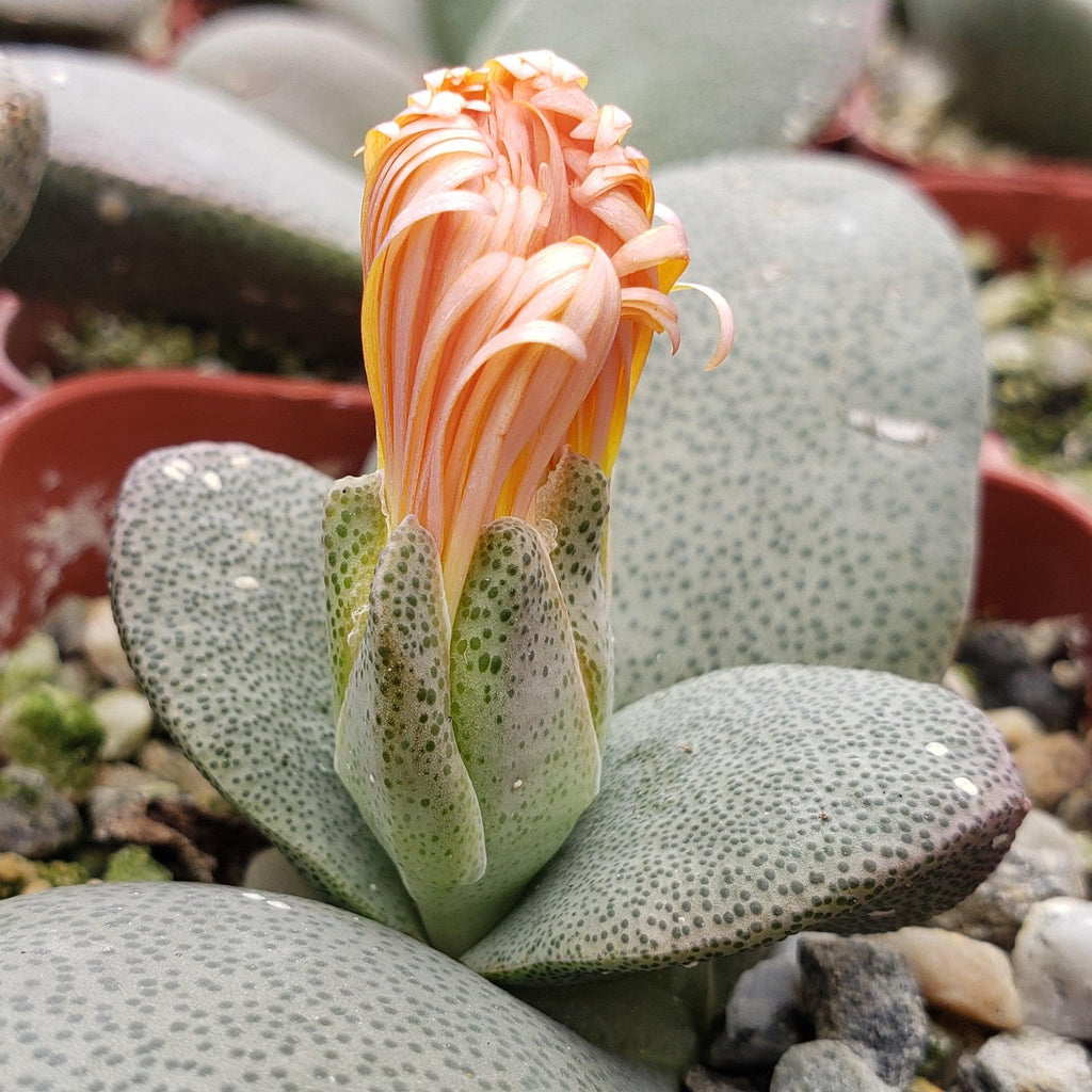 Pleiospilos simulans