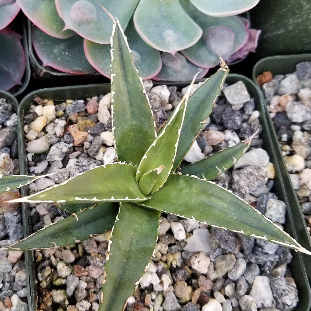 Agave triangularis Large