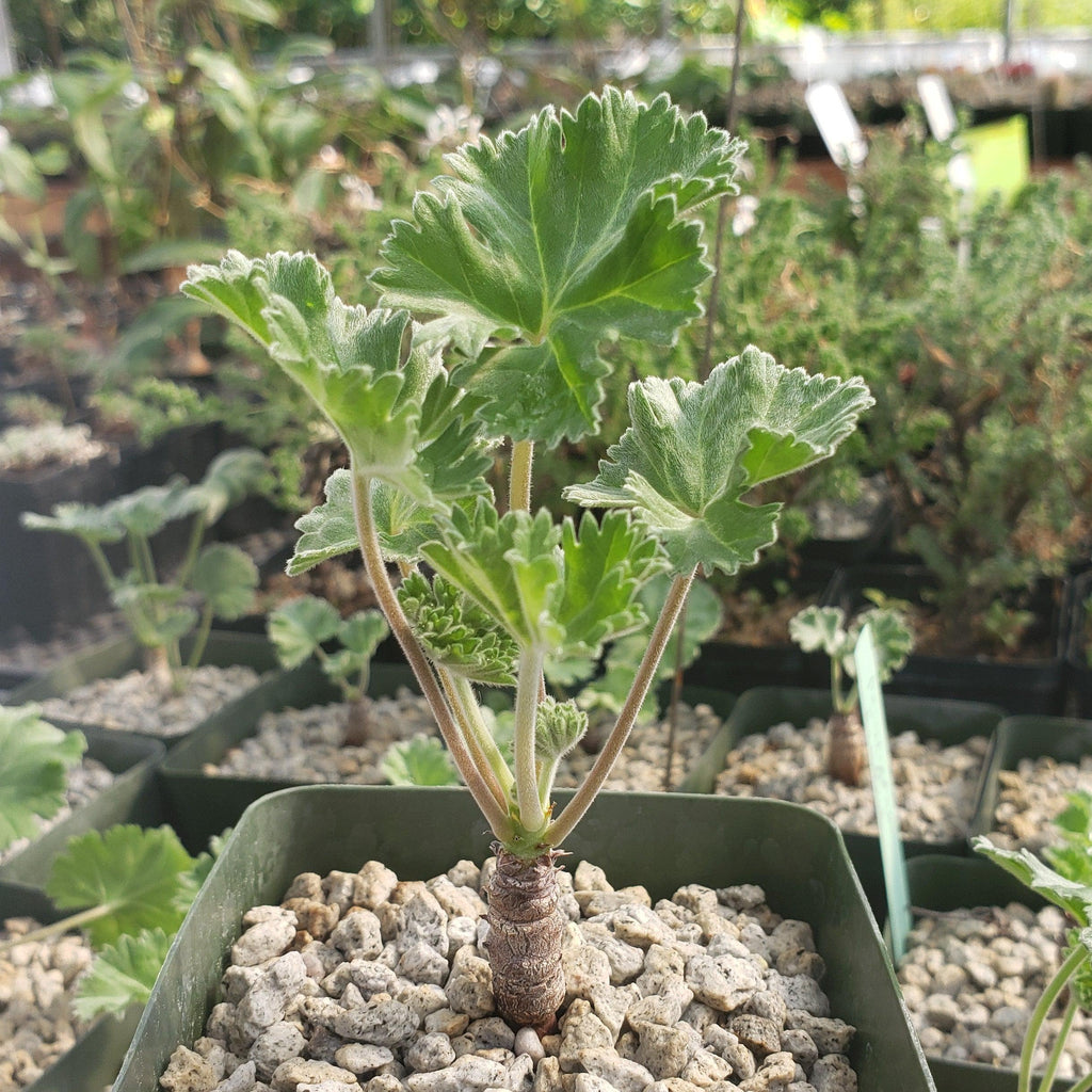 Pelargonium crassicaule