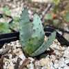 Aloe marlothii