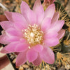 Gymnocalycium neuhuberi