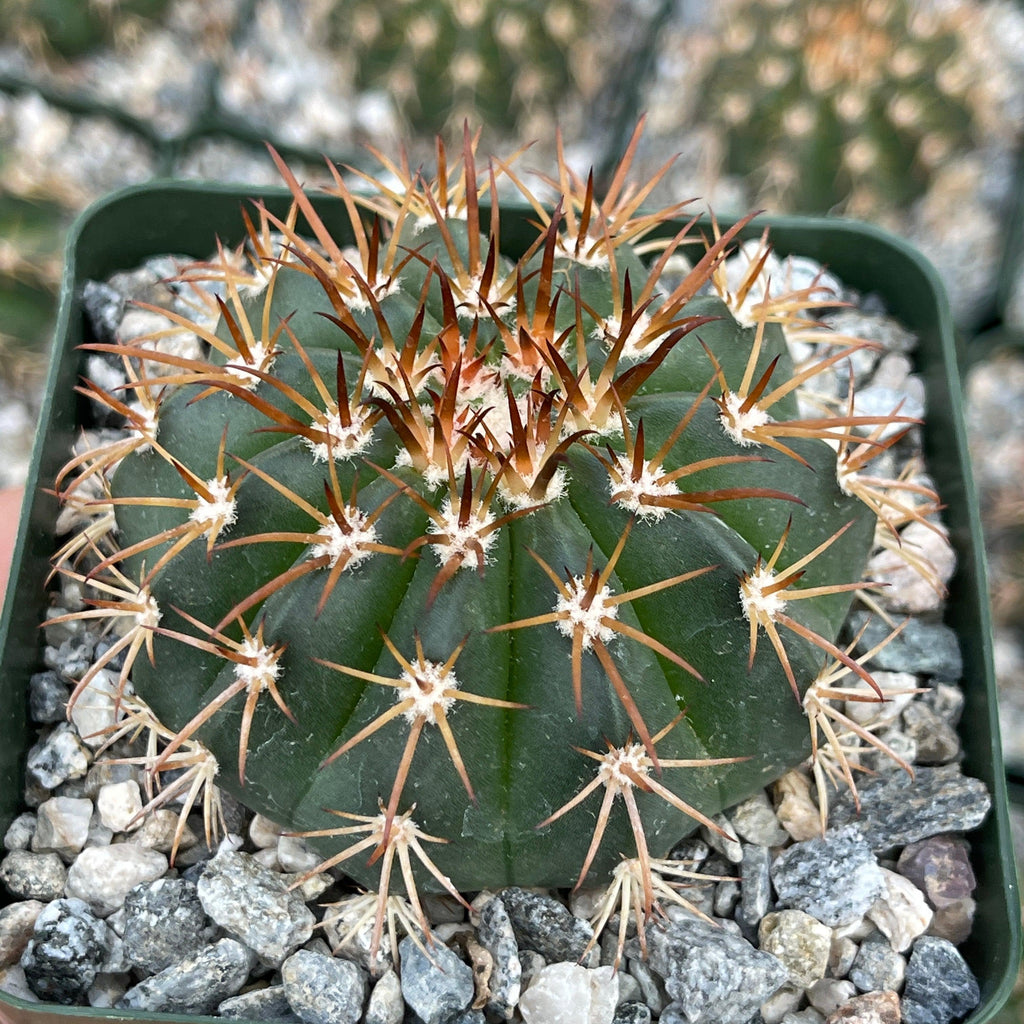 Melocactus conoideus