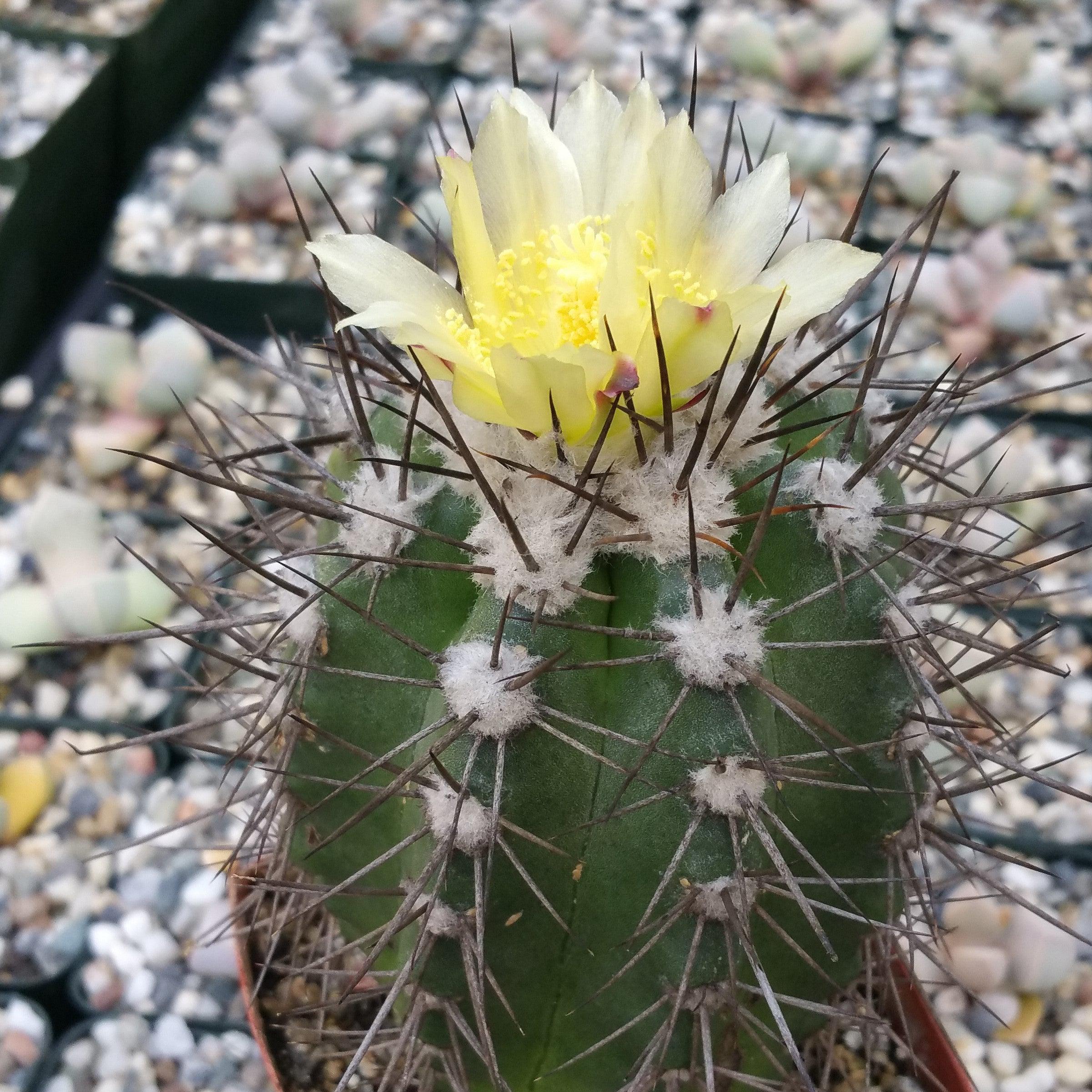 Copiapoa montana