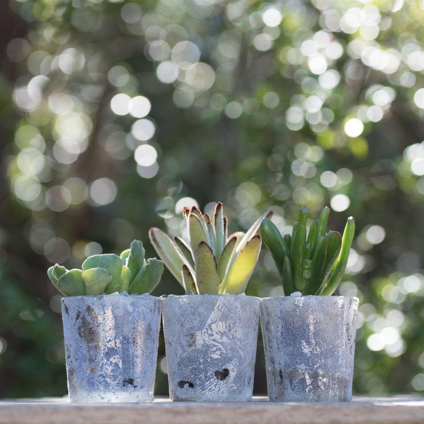 6 mini succulent gift wedding favors in glazed glass
