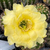 Torch Cactus - Trichocereus grandiflorus