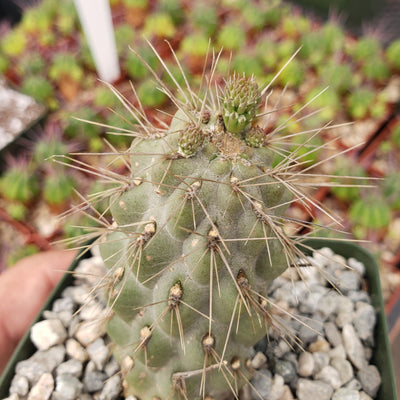 Opuntia fulgida boxing glove cactus