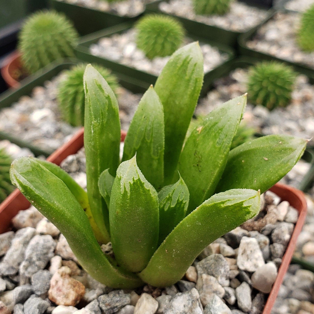 Haworthia Harry johnson