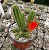 Echinopsis chamaecereus Peanut