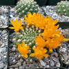 Rebutia weingartia neocumingii