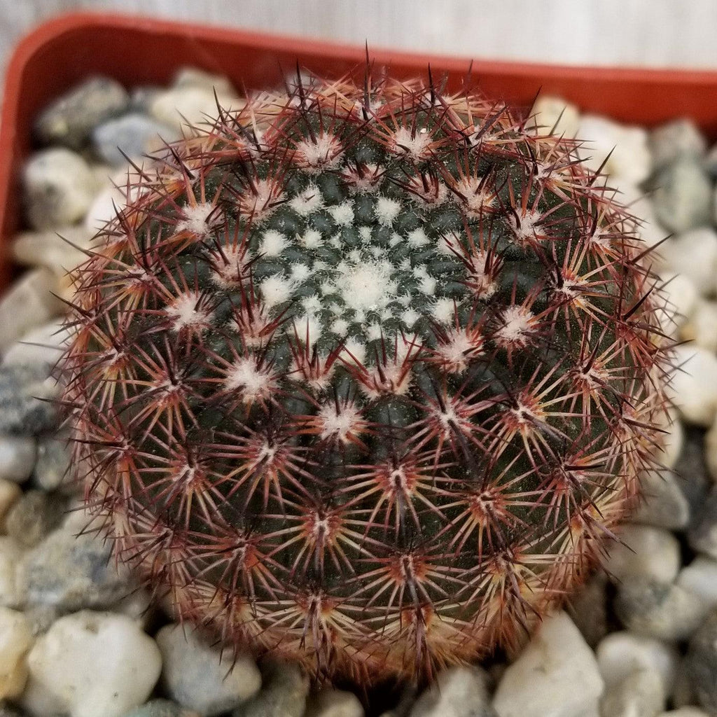 Notocactus rutilans