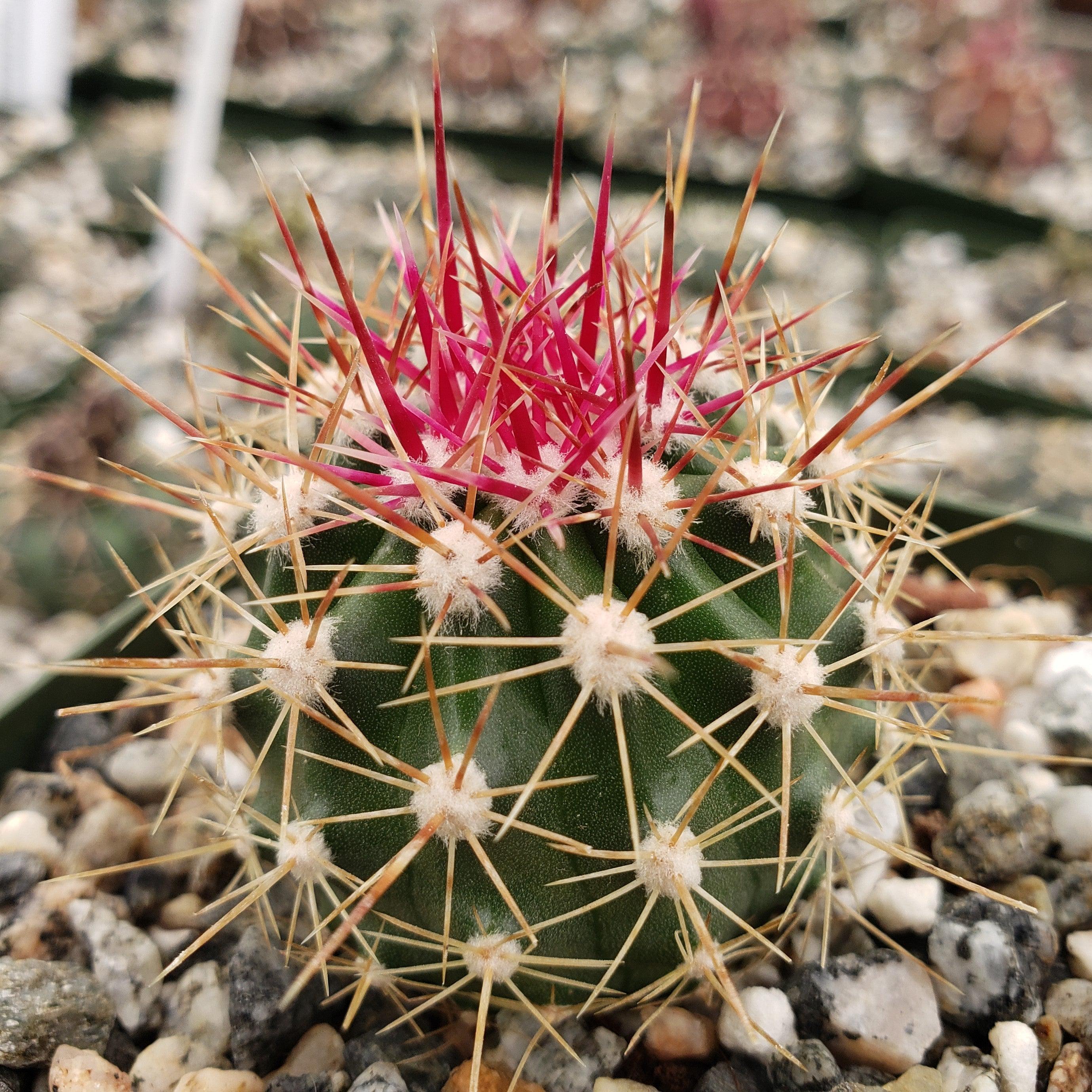 Ferocactus pottsii alamosanus