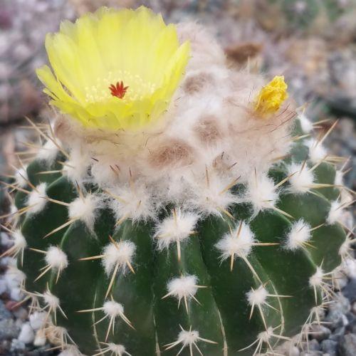 Wigginsia leprosorum