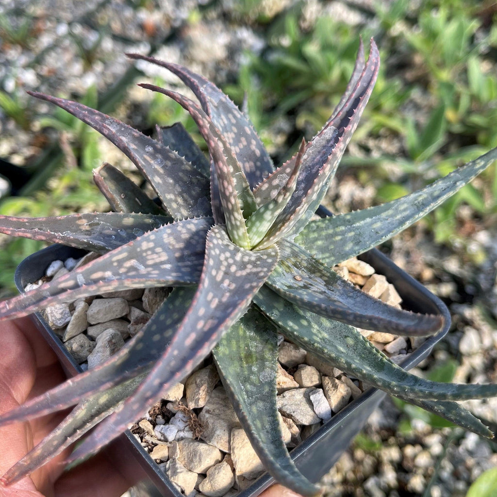 Aloe pictifolia