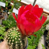 Torch Cactus - Trichocereus grandiflorus