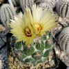 A small, round Coryphantha calipensis cactus with white spines and two pale yellow flowers on top; blurred cacti appear in the background.