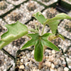 Adenia Volkensii